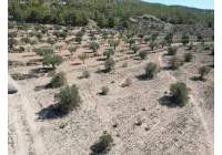 Resale - Land - Pinoso