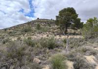 Resale - Land - Pinoso