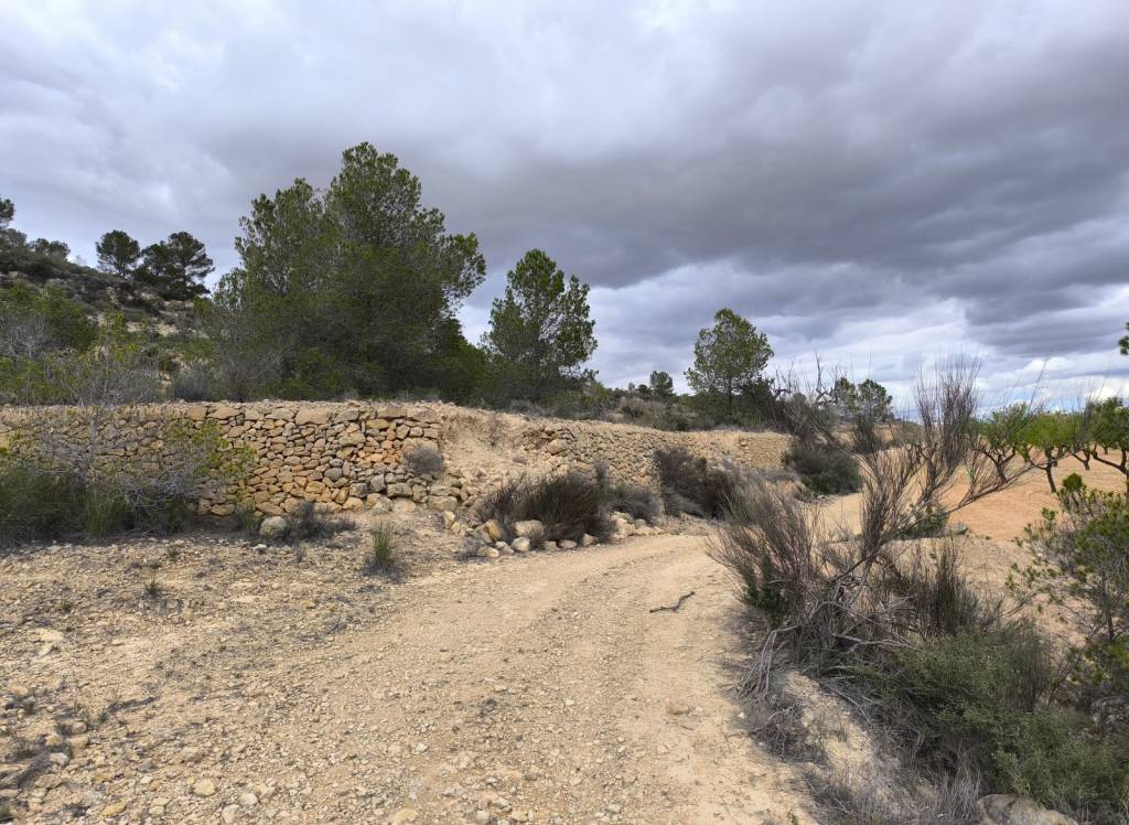 Resale - Land - Pinoso