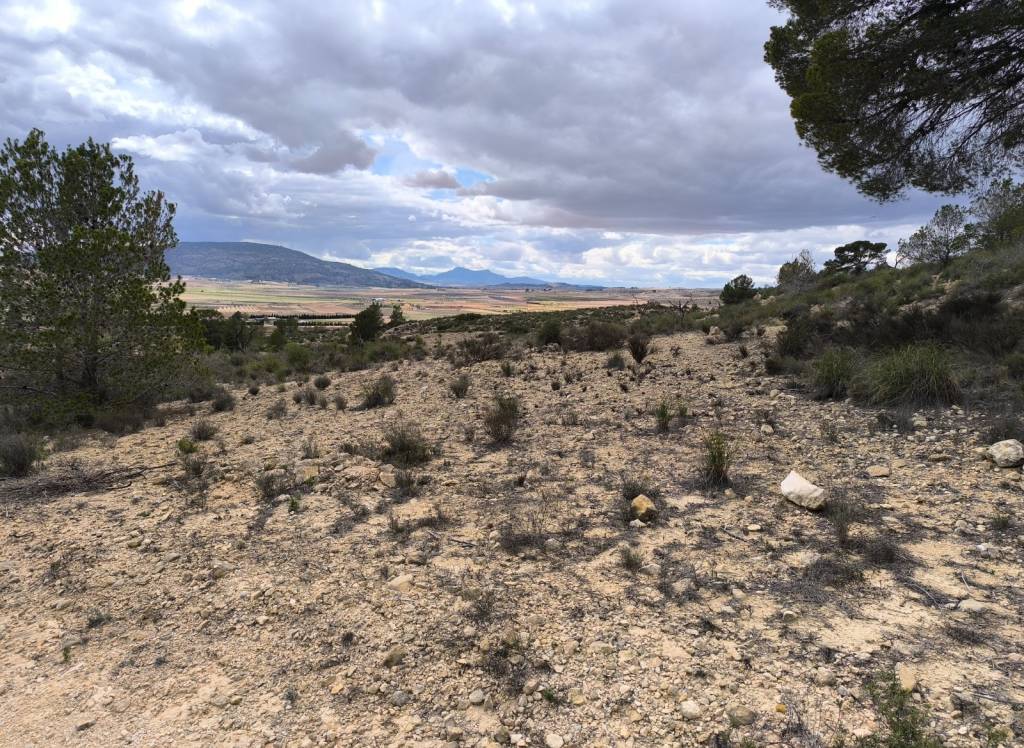 Resale - Land - Pinoso