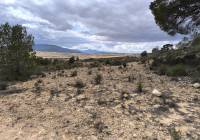 Resale - Land - Pinoso