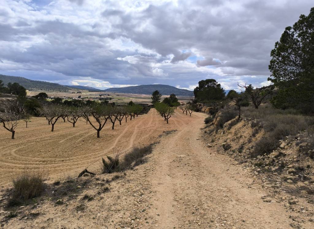 Resale - Land - Pinoso