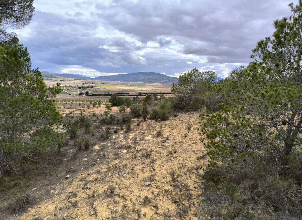 Resale - Land - Pinoso