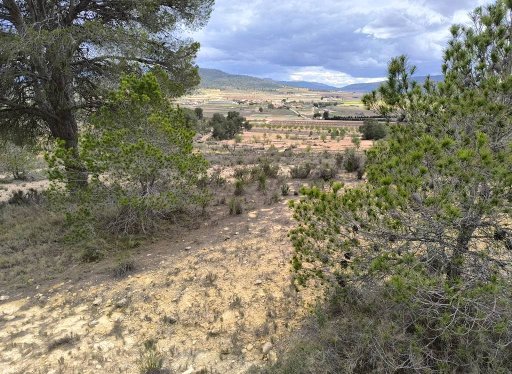 Resale - Land - Pinoso