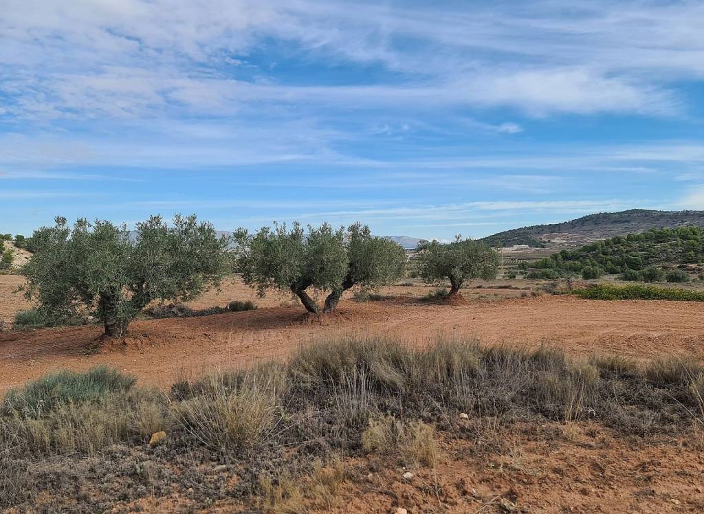 Resale - Land - Pinoso