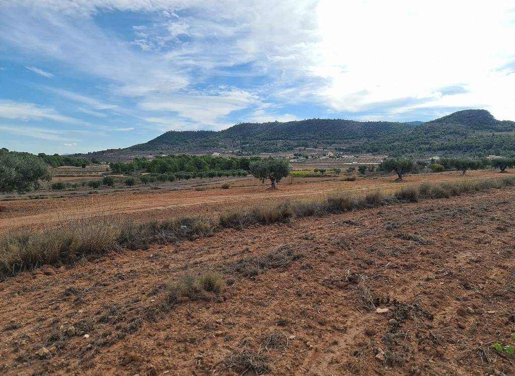 Resale - Land - Pinoso