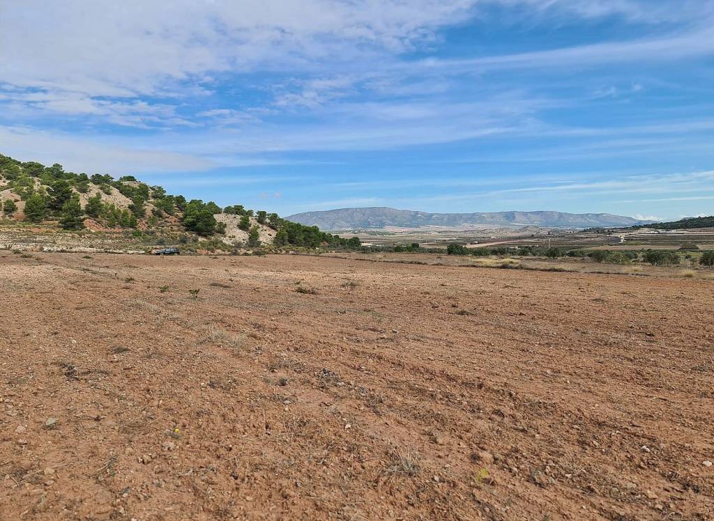 Resale - Land - Pinoso