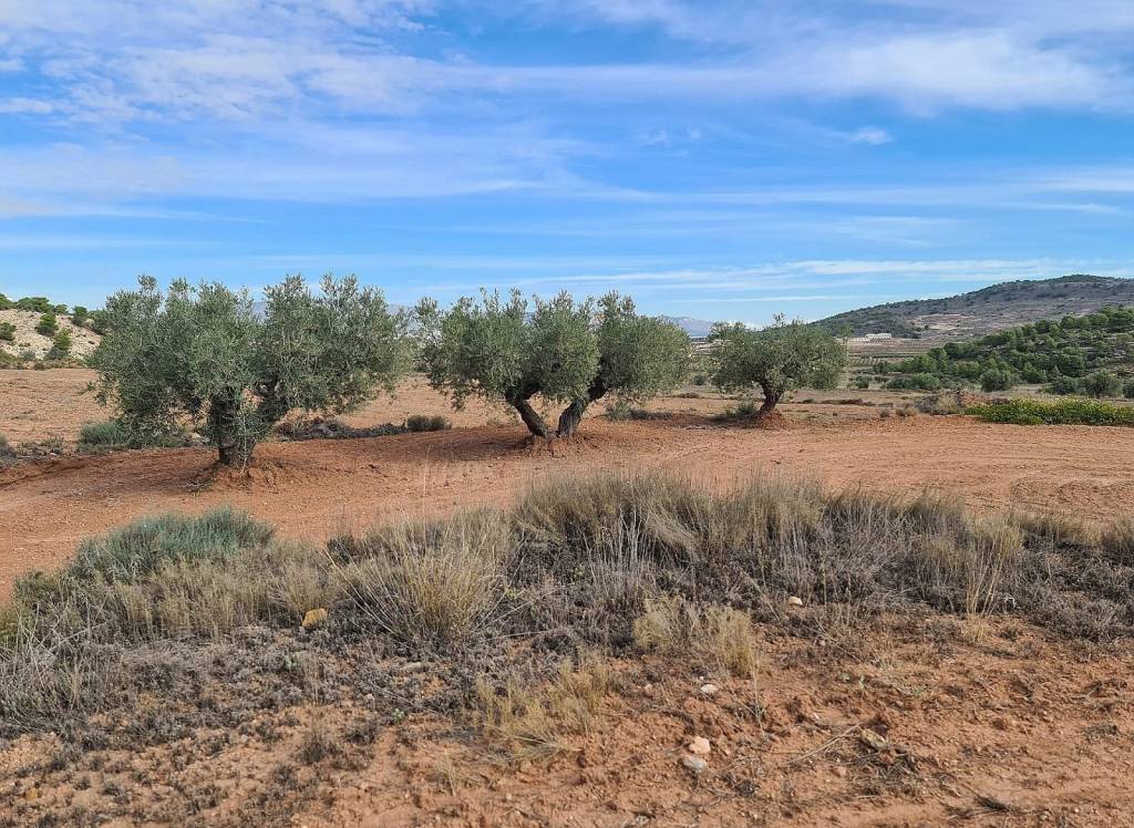 Resale - Land - Pinoso