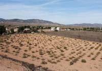 Resale - Land - Pinoso