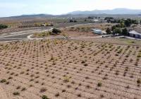 Resale - Land - Pinoso