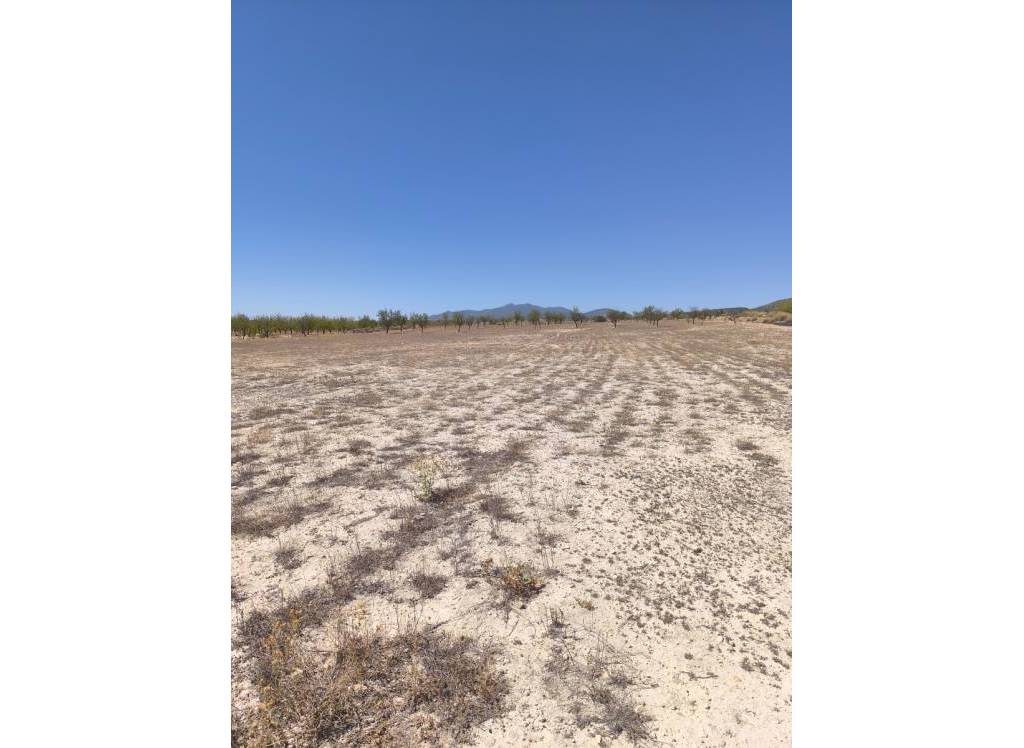 Resale - Land - Pinoso