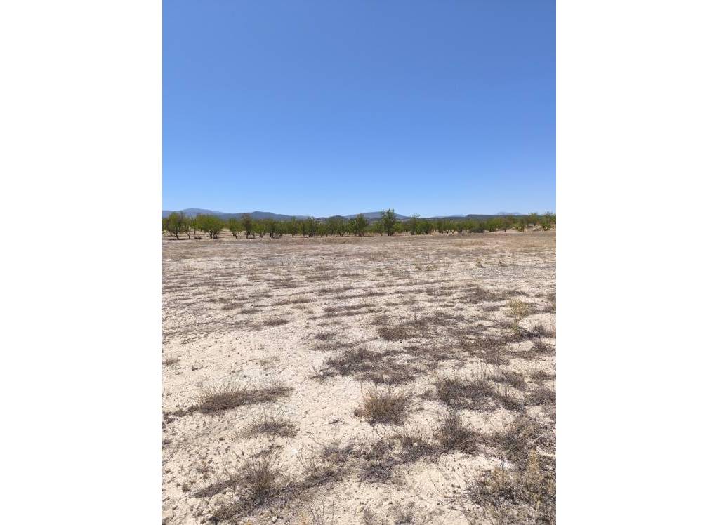 Resale - Land - Pinoso