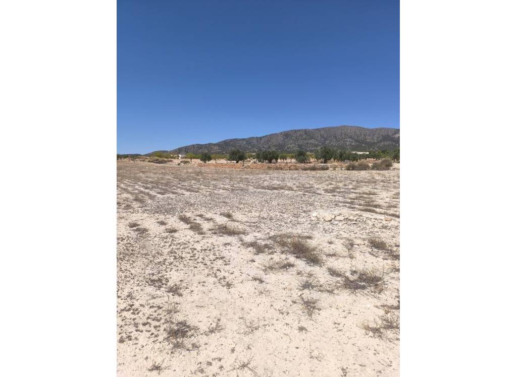 Resale - Land - Pinoso