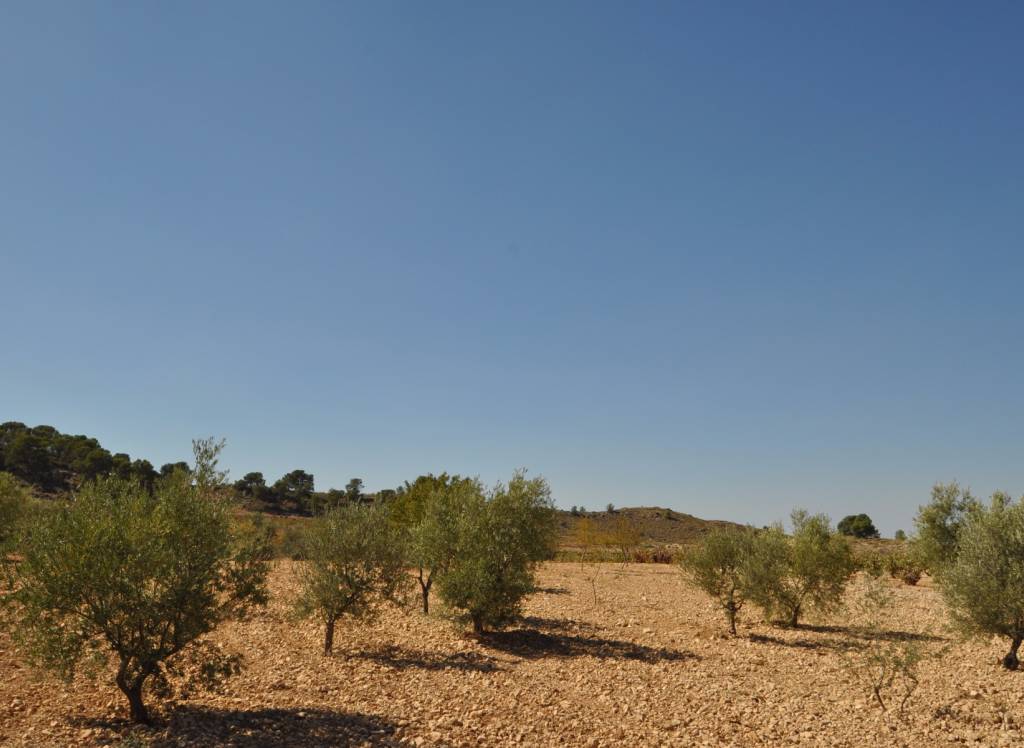 Resale - Land - Torre Del Rico - Rural location