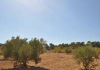 Resale - Land - Torre Del Rico - Rural location