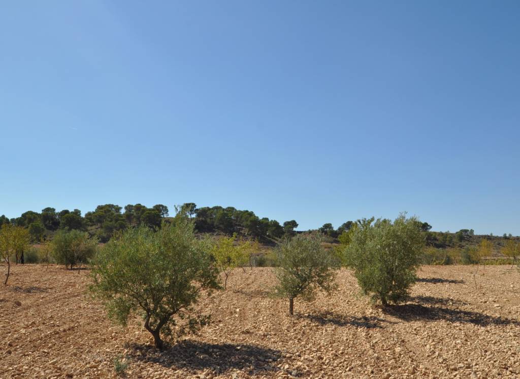 Resale - Land - Torre Del Rico - Rural location