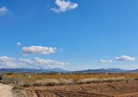 Resale - Land - Yecla - Rural location