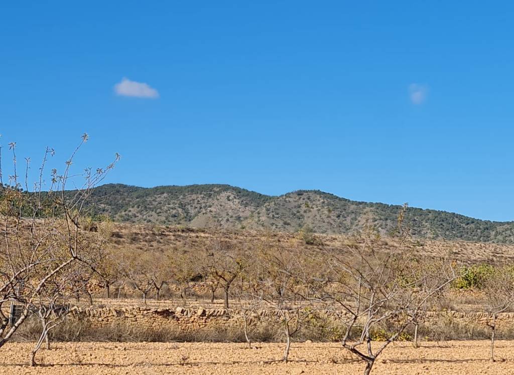 Resale - Land - Yecla - Rural location