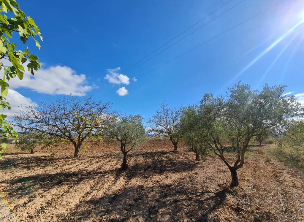 Resale - Land - Yecla - Rural location