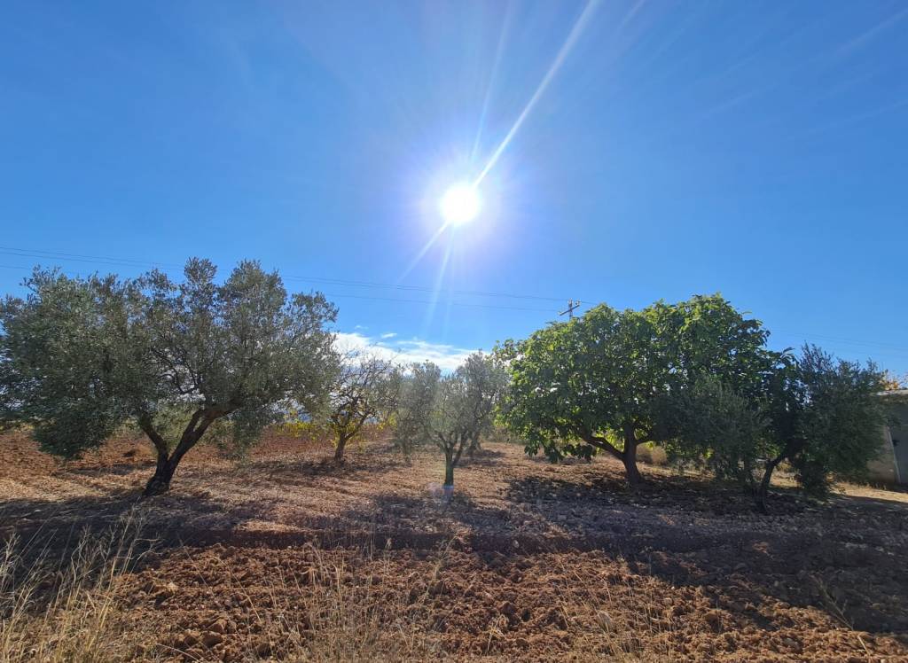 Resale - Land - Yecla - Rural location