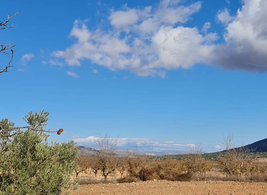 Resale - Land - Yecla - Rural location