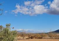 Resale - Land - Yecla - Rural location