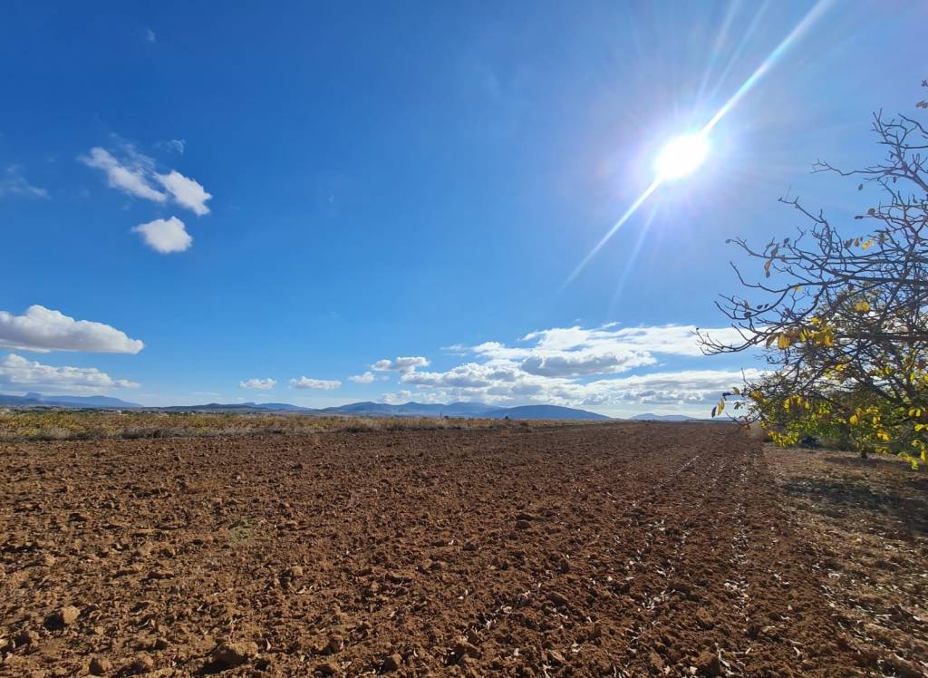 Resale - Land - Yecla - Rural location