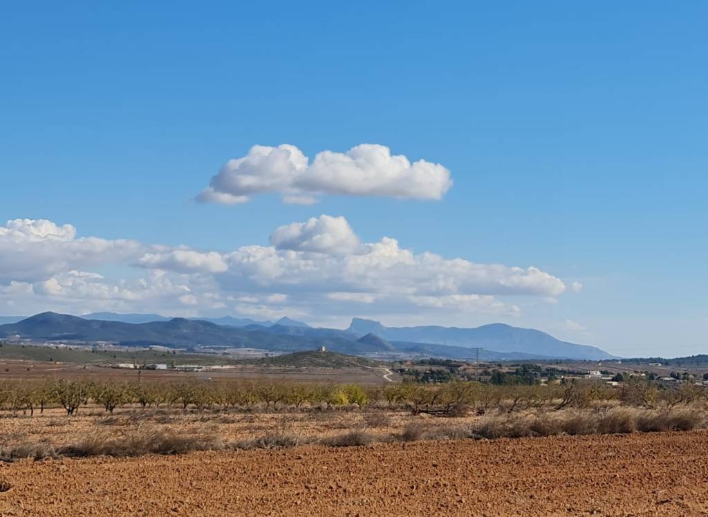 Resale - Land - Yecla - Rural location