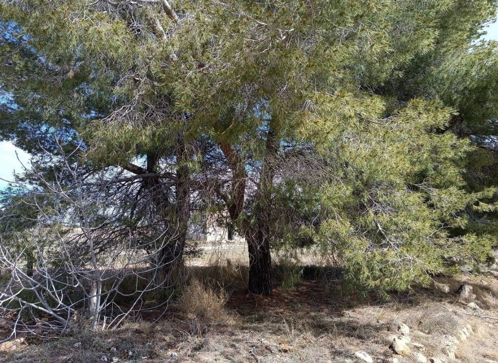 Resale - Land - Yecla