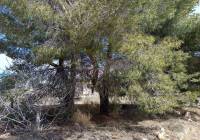 Resale - Land - Yecla