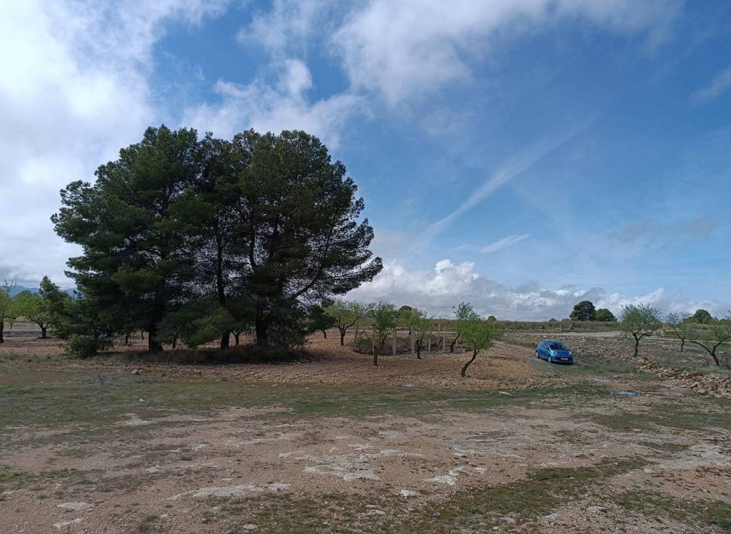 Resale - Land - Yecla