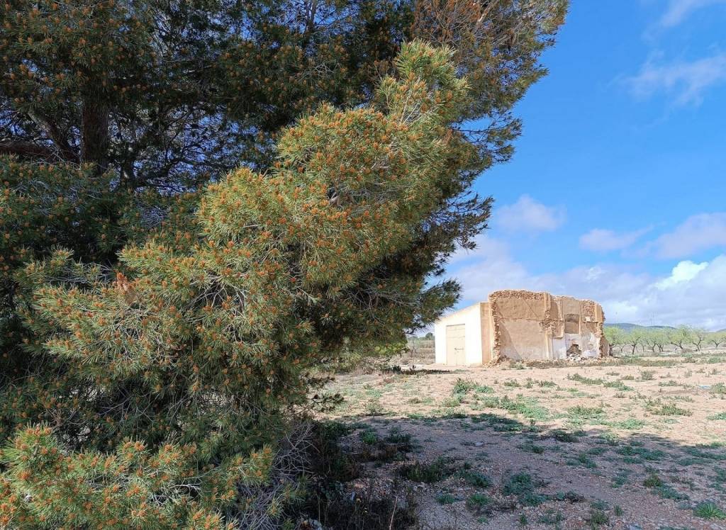 Resale - Land - Yecla