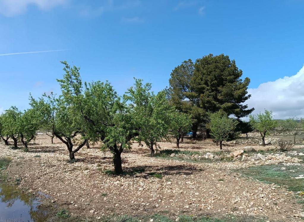 Resale - Land - Yecla