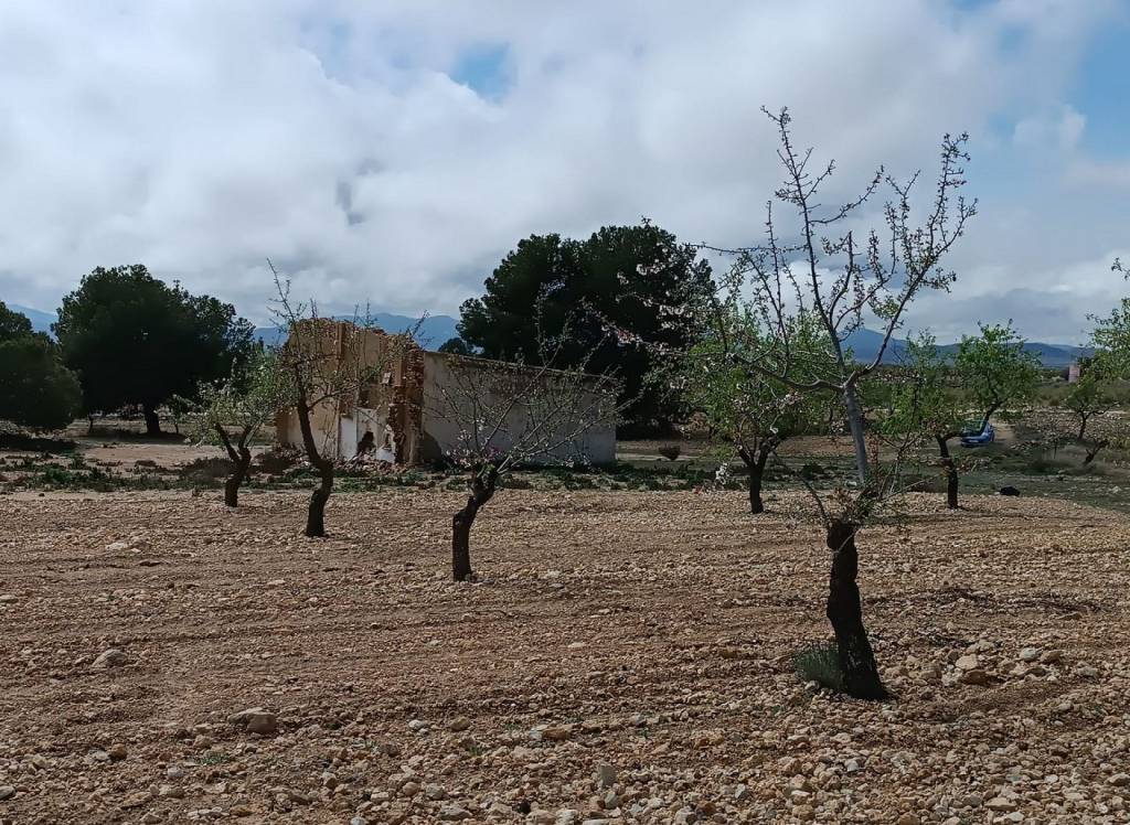 Resale - Land - Yecla