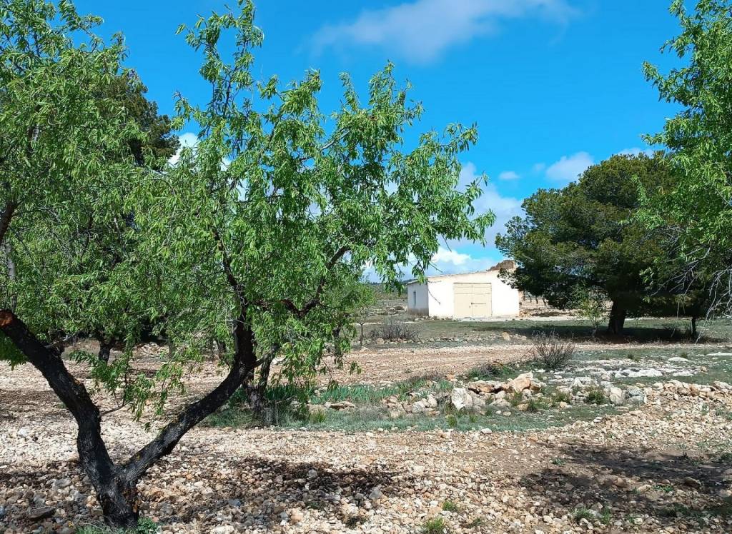 Resale - Land - Yecla