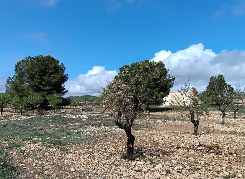 Resale - Land - Yecla