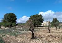 Resale - Land - Yecla