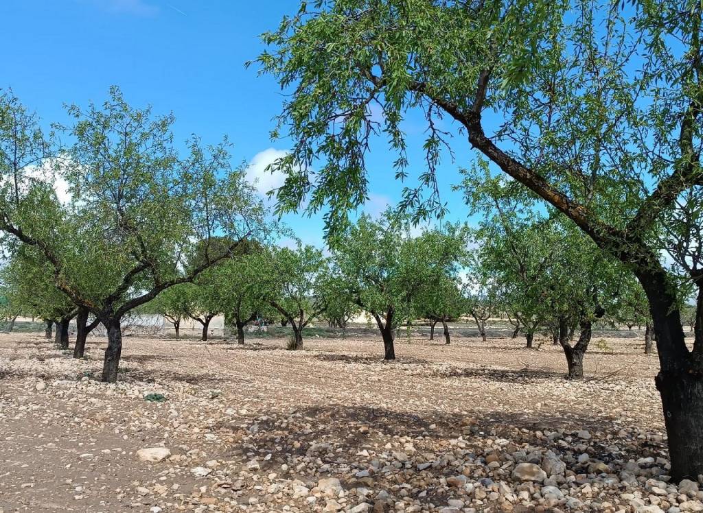 Resale - Land - Yecla