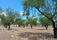 Resale - Land - Yecla