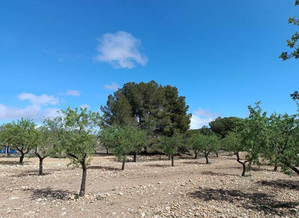 Resale - Land - Yecla