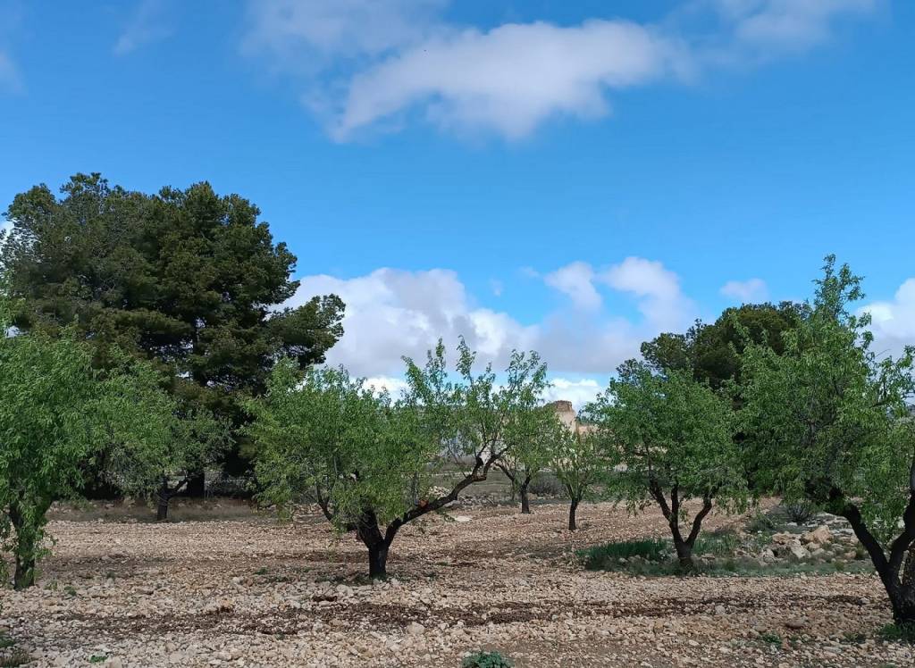 Resale - Land - Yecla