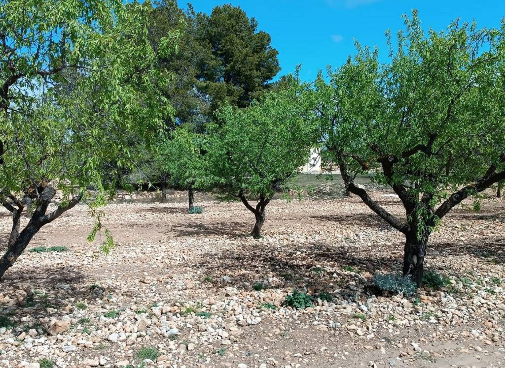 Resale - Land - Yecla