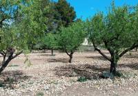 Resale - Land - Yecla