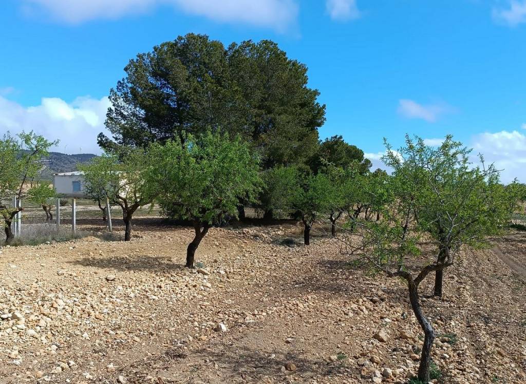 Resale - Land - Yecla