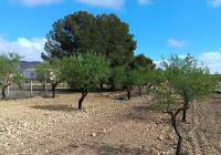 Resale - Land - Yecla