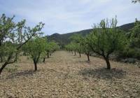 Resale - Land - Yecla