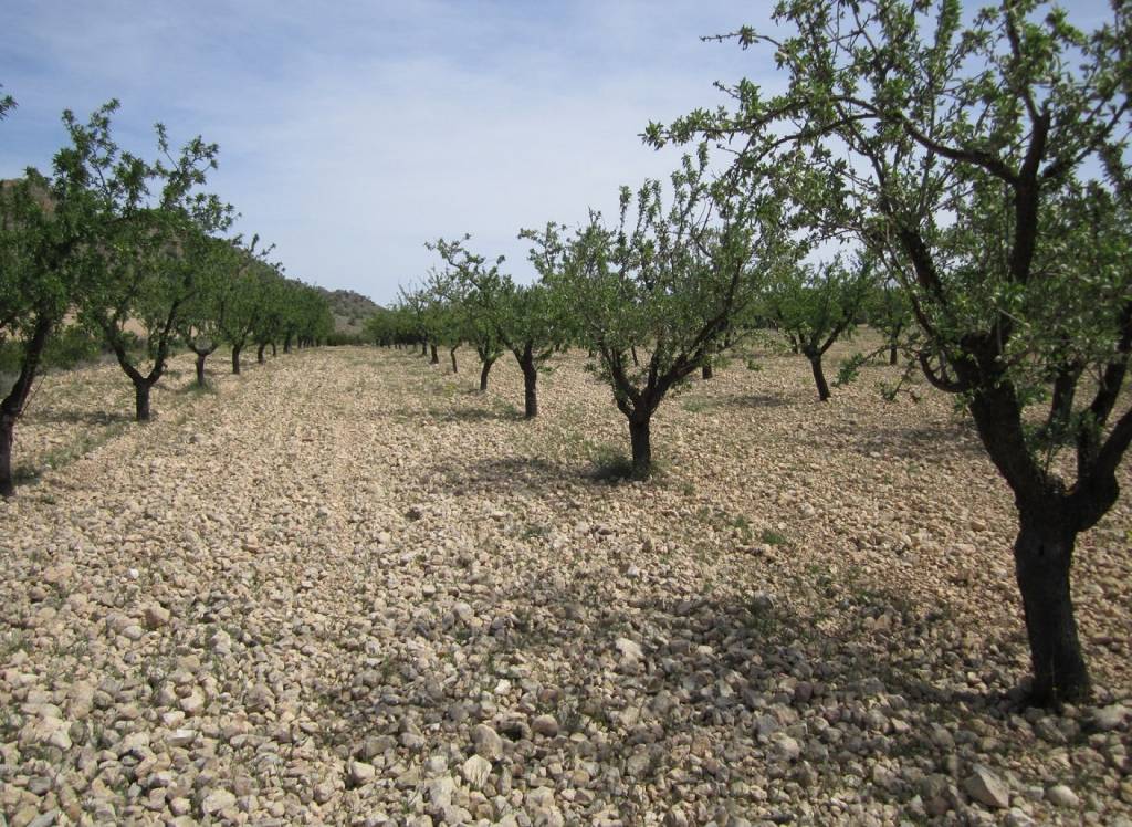 Resale - Land - Yecla