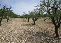 Resale - Land - Yecla