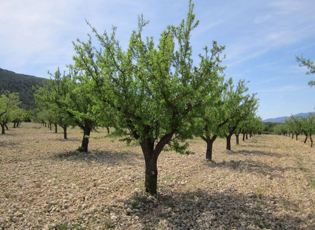 Resale - Land - Yecla