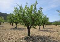 Resale - Land - Yecla